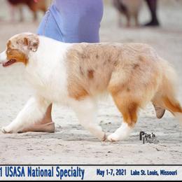 Australian Shepherd All Grown Up from Glenlake Australian Shepherds