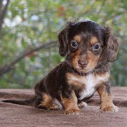 Puppy C Purebred DNA Tested Parents Family Raised - Chocolate and tan male Dachshund puppy in Haines City, Florida from Divine Poodle Paradise Standard Poodles & Divine Dachshunds