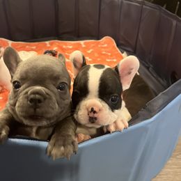 French Bulldog Puppies from Rockstar Kennel