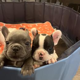 French Bulldog Puppies from Rockstar Kennel