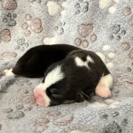 Eclipse - Black and tan male Pembroke Welsh Corgi puppy in Magnolia, Texas from Wiggle Ranch Corgis