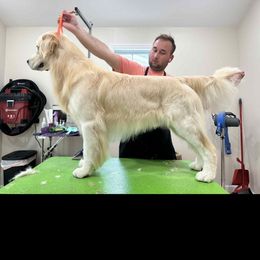 Hans - Golden Retriever