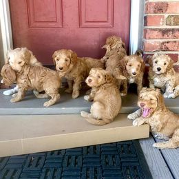 Australian Labradoodle Puppies from Cottonwood Labradoodles