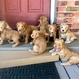 Australian Labradoodle Puppies from Cottonwood Labradoodles