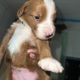 Bernedoodle and Goldendoodle Puppies from CocoLove Doodles