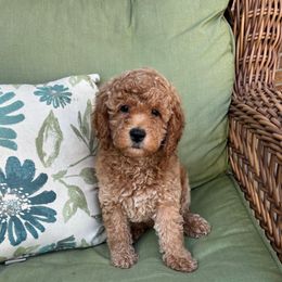 Girl 37 - Apricot female Goldendoodle puppy in West Point, Iowa from Circle A Mini Goldendoodles and Mini Bernedoodles