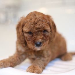 Bailey - Red  female Goldendoodle puppy in Stevens, Pennsylvania from Derek & Alexia Martin puppies