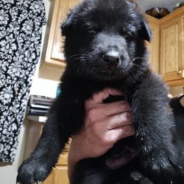 German Shepherd Puppies from Penley Shepherds