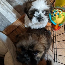 Shih Tzu Puppies from JeN's Shih Tzu