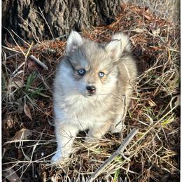 Runamok Sugar And Spice (Sugar) - Wolf sable female Pomsky puppy in St. Maries, Idaho from Runamok Farm