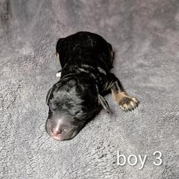 Adrian - Black and tan male Cockapoo puppy in Sunset, Louisiana from Cano Cockapoos