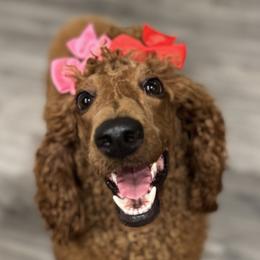 Poodles from DL House of Poodles