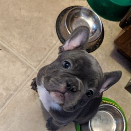 French Bulldogs from Oui Oui Kennels