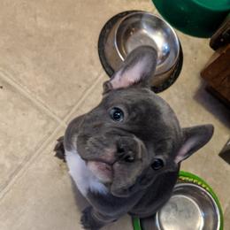French Bulldogs from Oui Oui Kennels