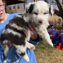Greta - Blue merle female Australian Shepherd puppy in Neola, Utah from Wall To Wall Aussies
