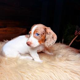 Faye - Dapple female Dachshund puppy in Washburn, Tennessee from Clinch Mountain Dachshunds