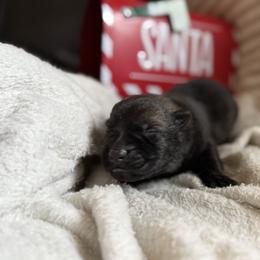 Girl 2 - Sable female German Shepherd puppy in Denver, Colorado from Morales Kennels