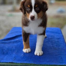 Sandy - Red tri-color female Miniature American Shepherd puppy in Bowling Green, Kentucky from Flawlessly Kennel