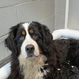 Sabina - Bernese Mountain Dog