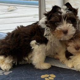 Rue - Chocolate, tan and white male Yorkshire Terrier puppy in Lafayette, Georgia from Berggipfel Yorkies