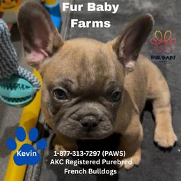 Kevin - Blue fawn male French Bulldog puppy in Michigan from Fur Baby Farms