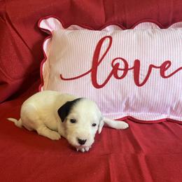 Pepper- Long Coat - White and black male Dalmatian puppy in Claremore, Oklahoma from Lotsofdots Dalmatians