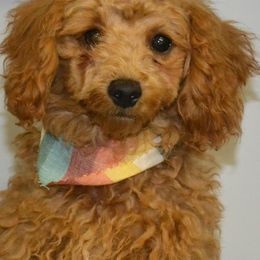 "Jake--Emma x Darcy 2023" Aussiedoodle and Poodle Puppies from BA Doodles & Poodles