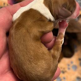 Dachshund Puppies from Witchy Woman’s Wiener’s