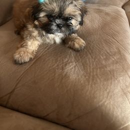 Shih Tzu Puppies from Liz Shih Tzu Cuties