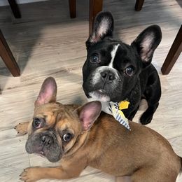 French Bulldogs from Fantastic Frenchies