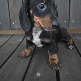 Willy - Black male Dachshund puppy in Riverdale, Utah from Behive Doxies