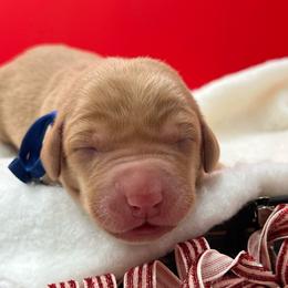 Royal blue - Yellow male Labrador Retriever puppy in Heath Springs, South Carolina from Rich Hill Retrievers