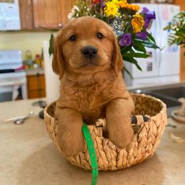 Golden Retriever Puppies from Red Prairie Retrievers