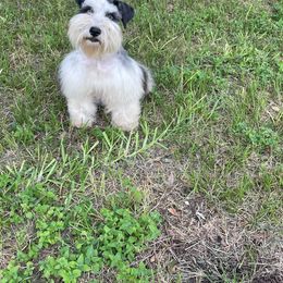 Millie - Miniature Schnauzer