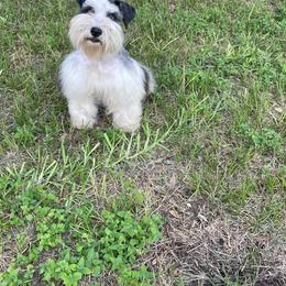 Millie - Miniature Schnauzer