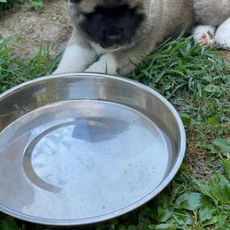 Akita Puppies from Excel Shu-Ku Akitas