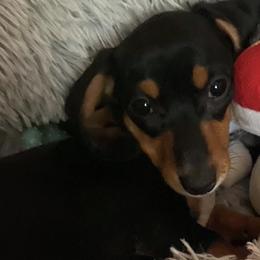 Dachshunds from Matthews Dachshunds