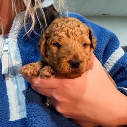 Teal Collar - Red  female Goldendoodle puppy in Ottawa, Kansas from Kansas Country Doodles