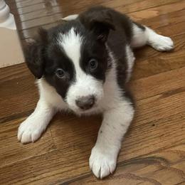 Border Collies from JL Borders