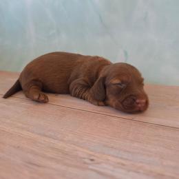 Uma - Chocolate and tan female Dachshund puppy in Florence, Arizona from Doxie Town Az
