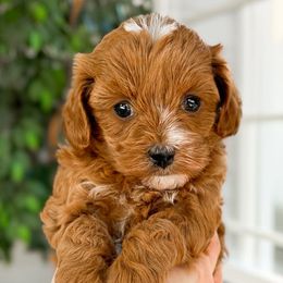 Cavapoo puppies from Carolina Springs Breeding