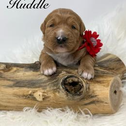Huddle - Red  female Goldendoodle puppy in La Grange, Georgia from Heartfelt GoldenDoodles