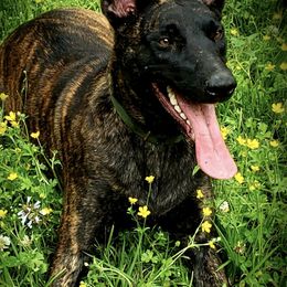 Dutch Shepherds from Iron Works K9
