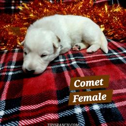 Comet (Brown) - White female German Shepherd puppy in Bedias, Texas from TiPi S Ranch's German Shepherds