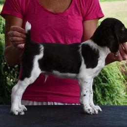 Enzo - Liver and white male Brittany puppy in Hollidaysburg, Pennsylvania from Royal Flush Farms