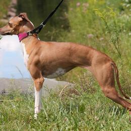 Italian Greyhound All Grown Up from Raindance Italian Greyhounds