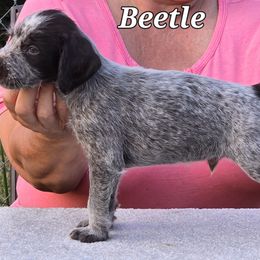 Beetle - Liver and white German Wirehaired Pointer puppy in Wellston, Ohio from Blue Line GWPs