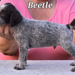 Beetle - Liver and white German Wirehaired Pointer puppy in Wellston, Ohio from Blue Line GWPs