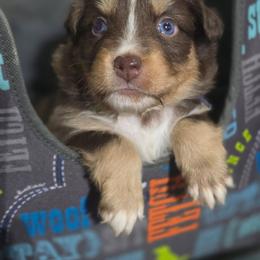 Dark blue boy - Red tri-color male Australian Shepherd puppy in Rainsville, Alabama from Chaparro Farm
