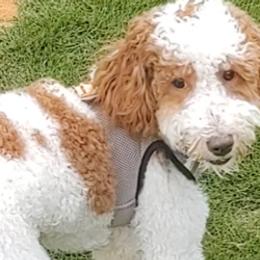 Sven - Goldendoodle